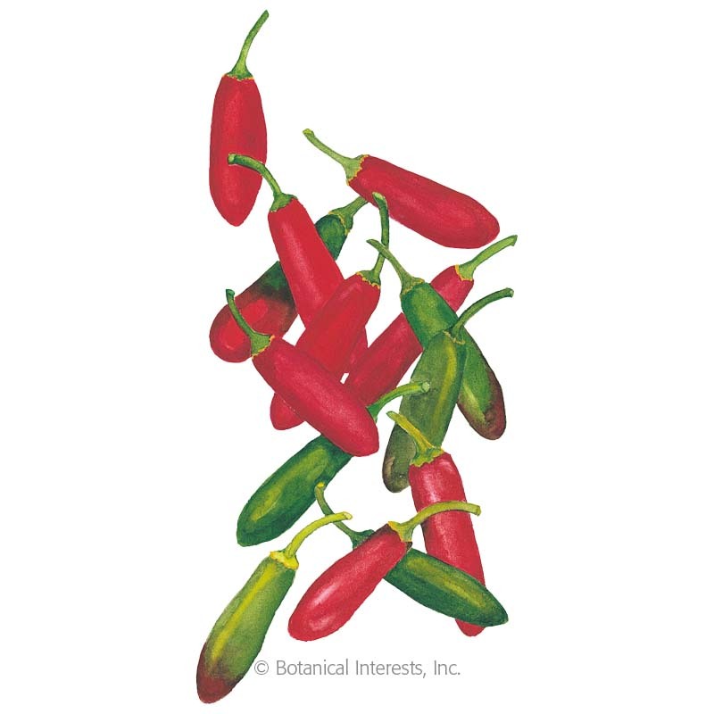Serrano Hot Chilli Pepper Quality Premium Seeds High yield ** FREE P&P ** 150