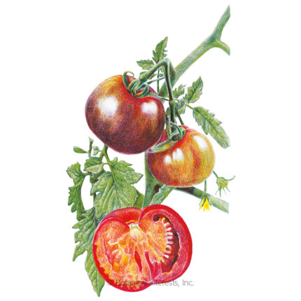 Tomato (Pole), Brandywine Red & Yellow Blend Pole Tomato Seeds – Organic,  Heirloom - Sustainable Organic Q8