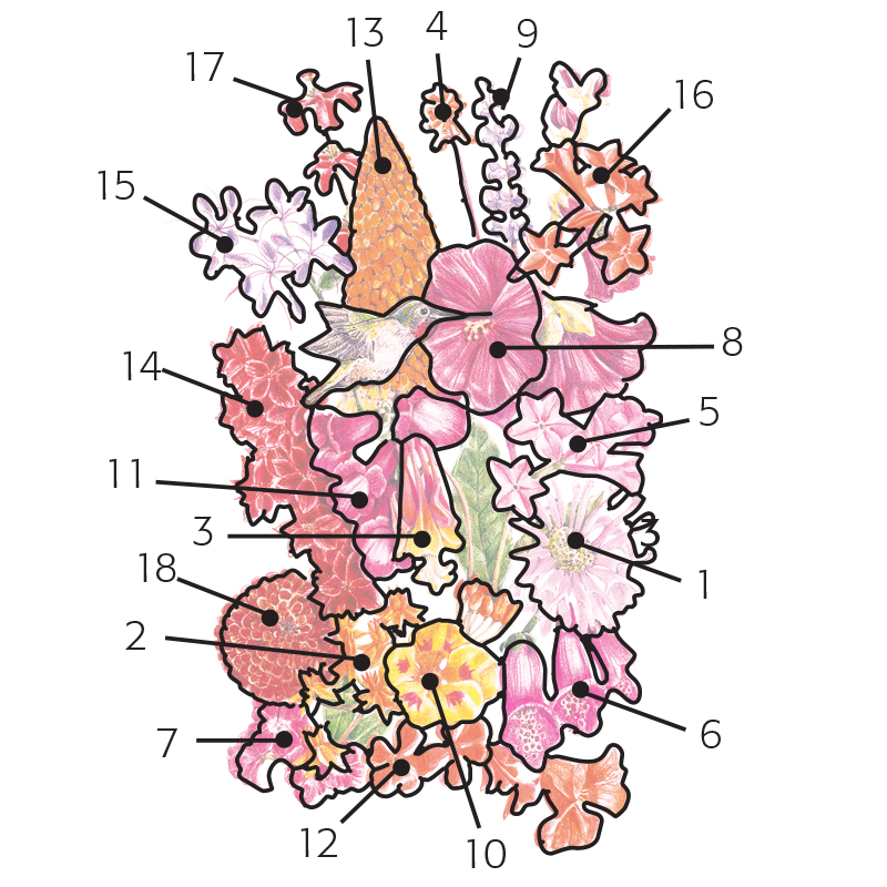 100Pcs Mixed Color Phlox Paniculata Seeds Hummingbird Flower Garden Decor Sturdy 