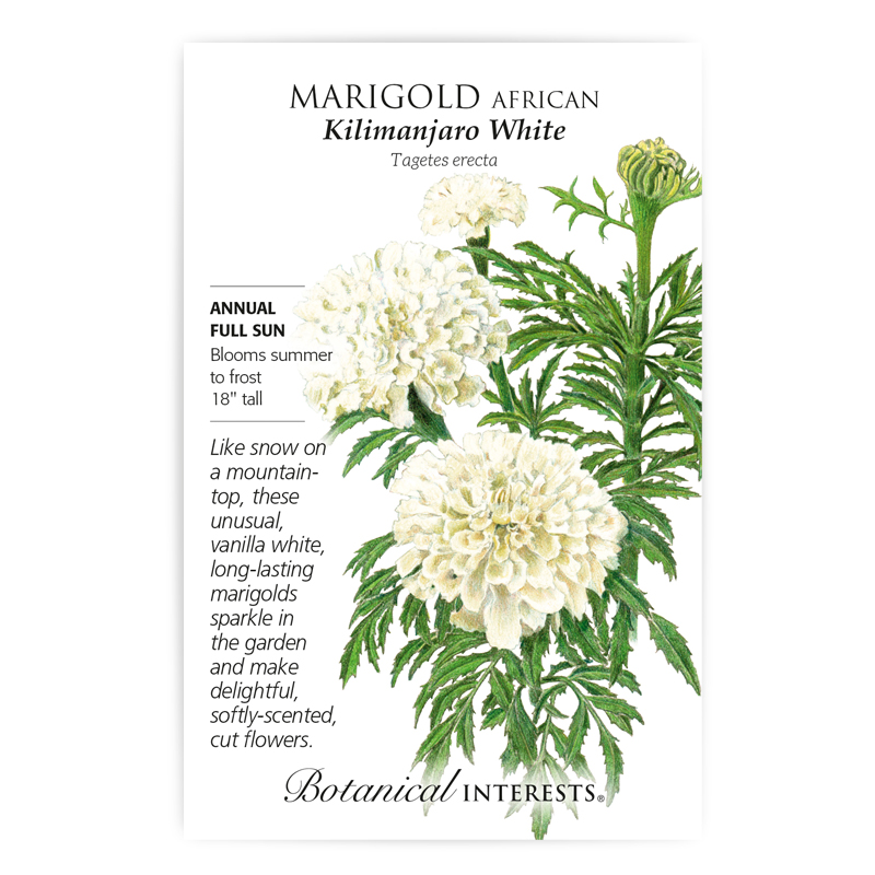 White Kilimanjaro Marigold Flower Seed NON-GMO Up to 3" Blooms Insect Repellant 