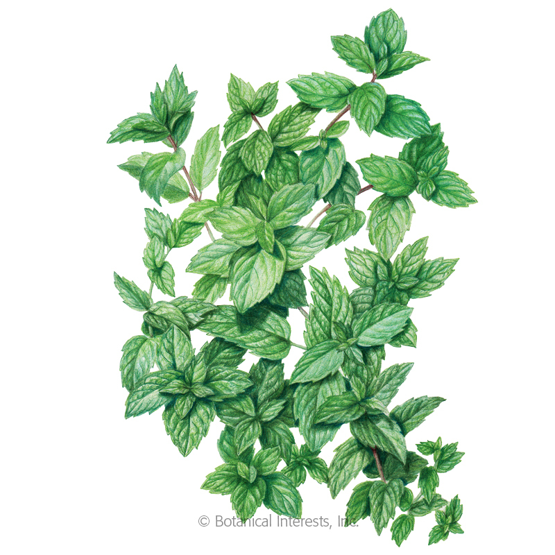 Mentha viridis Herb Suffolk Herbs Pictorial Packet Green Mint 