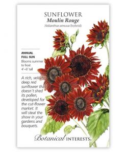 Sunflower, Moulin Rouge Sunflower Seeds - Sustainable Organic Q8