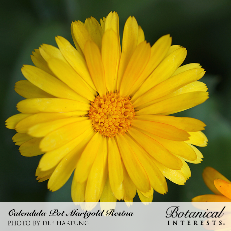 Calendula (Pot Marigold), Resina Calendula Seeds – Organic – Sustainable  Organic Q8