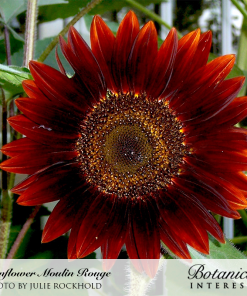 Sunflower Moulin Rouge F1-20 Seeds Johnsons World Botanics Flower 