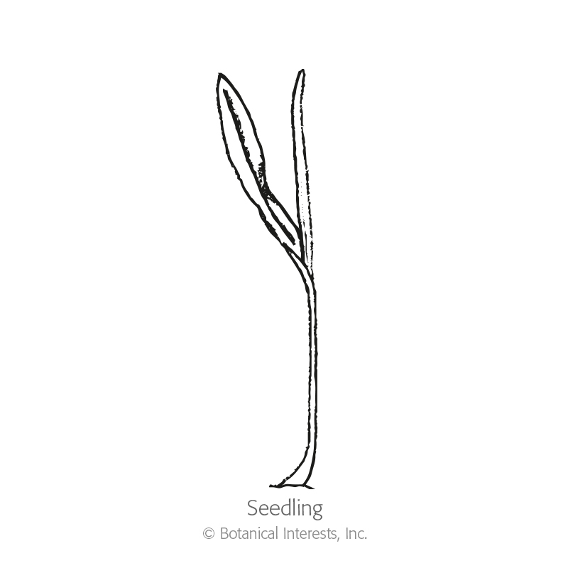 3520mg Broomcorn Seeds Rainbow Mix ~Beautiful Ornamental Plant Broom Sorghum