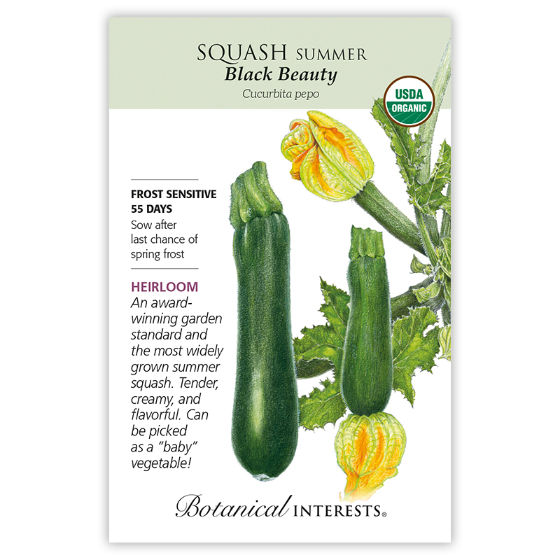 Summer Squash Squash Black Zucchini 